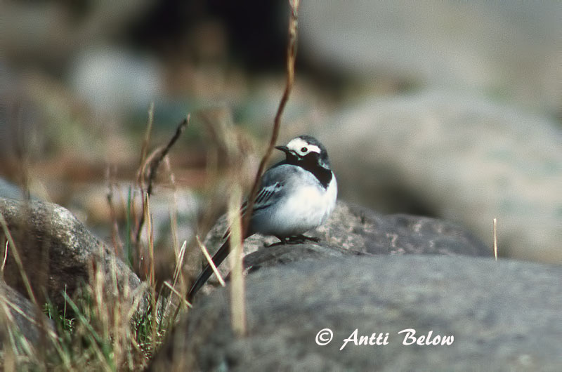 Siberia Yenisej
personata
Avainsanat: Cuereta blanca Hvid vipstjert Witte kwikstaart White Wagtail Linavästrik Västäräkki Bergeronnette grise Bachstelze Barázdabillegeto Maríuerla Linerle Alvéola-branca Motacilla alba Lavandera Blanca Común Sädesärla