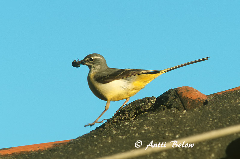 Avainsanat: Cuereta torrentera Bjergvipstjert Grote gele kwikstaart Grey Wagtail Jõgivästrik Virtavästäräkki Bergeronnette des ruisseaux Gebirgsstelze Bergstelze Hegyi billegeto Straumerla Vintererle Alvéola-cinzenta Motacilla cinerea Lavandera Cascadeña Fors�