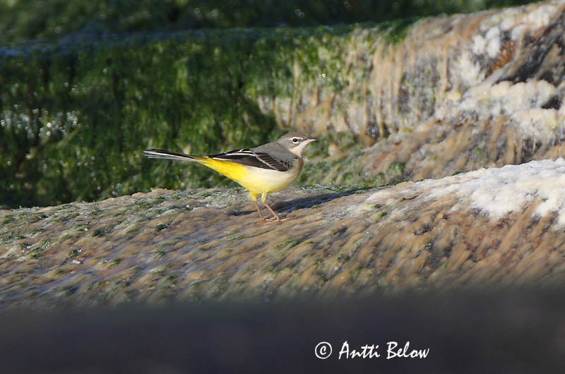 Avainsanat: Cuereta torrentera Bjergvipstjert Grote gele kwikstaart Grey Wagtail Jõgivästrik Virtavästäräkki Bergeronnette des ruisseaux Gebirgsstelze Bergstelze Hegyi billegeto Straumerla Vintererle Alvéola-cinzenta Motacilla cinerea Lavandera Cascadeña Fors�