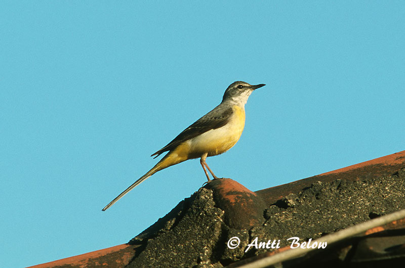 Avainsanat: Cuereta torrentera Bjergvipstjert Grote gele kwikstaart Grey Wagtail Jõgivästrik Virtavästäräkki Bergeronnette des ruisseaux Gebirgsstelze Bergstelze Hegyi billegeto Straumerla Vintererle Alvéola-cinzenta Motacilla cinerea Lavandera Cascadeña Fors�