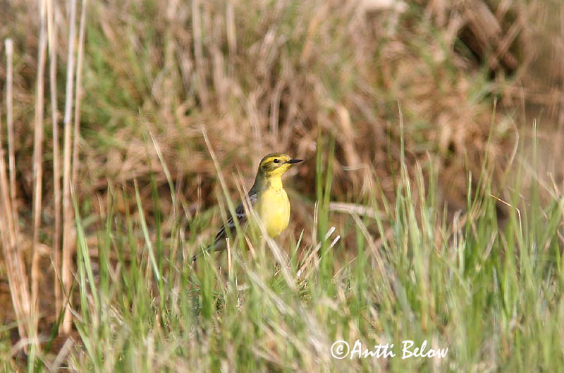 Avainsanat: Cuereta citrina Citronvipstjert Citroenkwikstaart Citrine Wagtail Kuldhänilane Sitruunavästäräkki Bergeronnette citrine Zitronenstelze Citrombillegeto Mýrerla Sitronerle Alvéola-citrina Motacilla citreola Lavandera Cetrina Citronärla