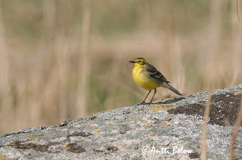 Avainsanat: Cuereta citrina Citronvipstjert Citroenkwikstaart Citrine Wagtail Kuldhänilane Sitruunavästäräkki Bergeronnette citrine Zitronenstelze Citrombillegeto Mýrerla Sitronerle Alvéola-citrina Motacilla citreola Lavandera Cetrina Citronärla