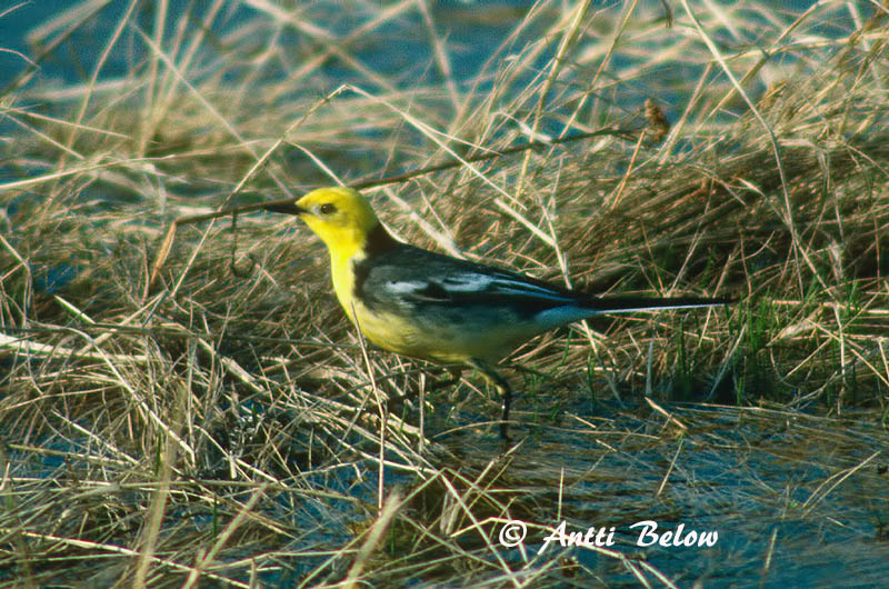 Avainsanat: Cuereta citrina Citronvipstjert Citroenkwikstaart Citrine Wagtail Kuldhänilane Sitruunavästäräkki Bergeronnette citrine Zitronenstelze Citrombillegeto Mýrerla Sitronerle Alvéola-citrina Motacilla citreola Lavandera Cetrina Citronärla