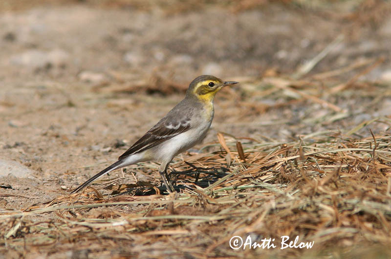 Avainsanat: Cuereta citrina Citronvipstjert Citroenkwikstaart Citrine Wagtail Kuldhänilane Sitruunavästäräkki Bergeronnette citrine Zitronenstelze Citrombillegeto Mýrerla Sitronerle Alvéola-citrina Motacilla citreola Lavandera Cetrina Citronärla