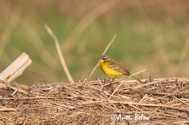 Avainsanat: Cuereta groga Gul vipstjert Gele kwikstaart Yellow Wagtail Hänilane Keltavästäräkki Bergeronnette flavéole  Sárga billegeto Gulerla Gulerle Alvéola-amarela Motacilla flava Lavandera Boyera Inglesa Gulärla