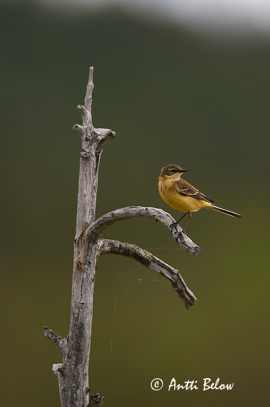 Avainsanat: Cuereta groga Gul vipstjert Gele kwikstaart Yellow Wagtail Hänilane Keltavästäräkki Bergeronnette flavéole  Sárga billegeto Gulerla Gulerle Alvéola-amarela Motacilla flava Lavandera Boyera Inglesa Gulärla