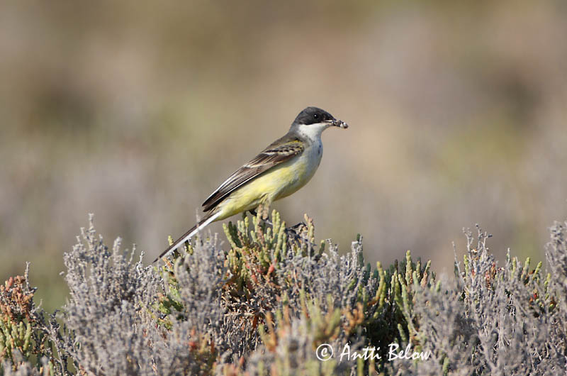Avainsanat: Cuereta groga Gul vipstjert Gele kwikstaart Yellow Wagtail Hänilane Keltavästäräkki Bergeronnette flavéole  Sárga billegeto Gulerla Gulerle Alvéola-amarela Motacilla flava Lavandera Boyera Inglesa Gulärla