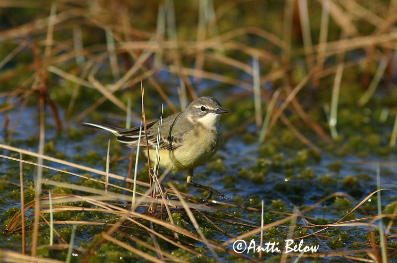 Avainsanat: Cuereta groga Gul vipstjert Gele kwikstaart Yellow Wagtail Hänilane Keltavästäräkki Bergeronnette flavéole  Sárga billegeto Gulerla Gulerle Alvéola-amarela Motacilla flava Lavandera Boyera Inglesa Gulärla