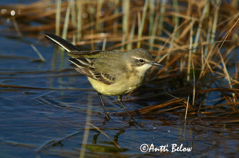 Avainsanat: Cuereta groga Gul vipstjert Gele kwikstaart Yellow Wagtail Hänilane Keltavästäräkki Bergeronnette flavéole  Sárga billegeto Gulerla Gulerle Alvéola-amarela Motacilla flava Lavandera Boyera Inglesa Gulärla