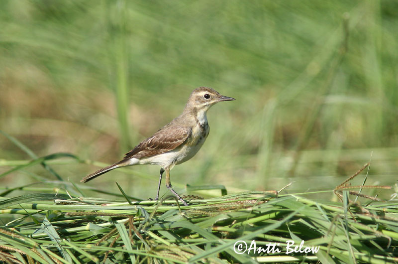 Avainsanat: Cuereta groga Gul vipstjert Gele kwikstaart Yellow Wagtail Hänilane Keltavästäräkki Bergeronnette flavéole  Sárga billegeto Gulerla Gulerle Alvéola-amarela Motacilla flava Lavandera Boyera Inglesa Gulärla