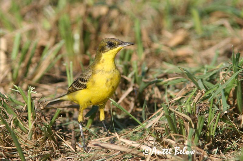 Avainsanat: Cuereta groga Gul vipstjert Gele kwikstaart Yellow Wagtail Hänilane Keltavästäräkki Bergeronnette flavéole  Sárga billegeto Gulerla Gulerle Alvéola-amarela Motacilla flava Lavandera Boyera Inglesa Gulärla