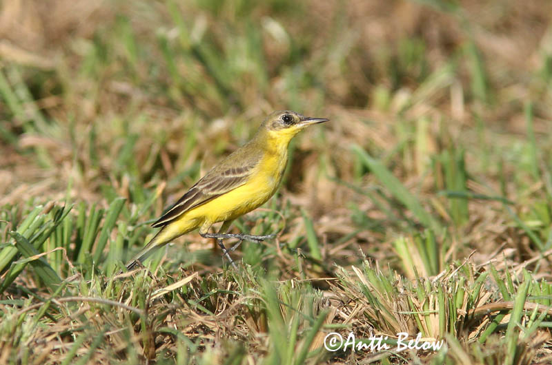 Avainsanat: Cuereta groga Gul vipstjert Gele kwikstaart Yellow Wagtail Hänilane Keltavästäräkki Bergeronnette flavéole  Sárga billegeto Gulerla Gulerle Alvéola-amarela Motacilla flava Lavandera Boyera Inglesa Gulärla