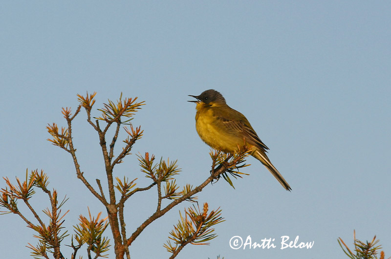 Avainsanat: Cuereta groga Gul vipstjert Gele kwikstaart Yellow Wagtail Hänilane Keltavästäräkki Bergeronnette flavéole  Sárga billegeto Gulerla Gulerle Alvéola-amarela Motacilla flava Lavandera Boyera Inglesa Gulärla