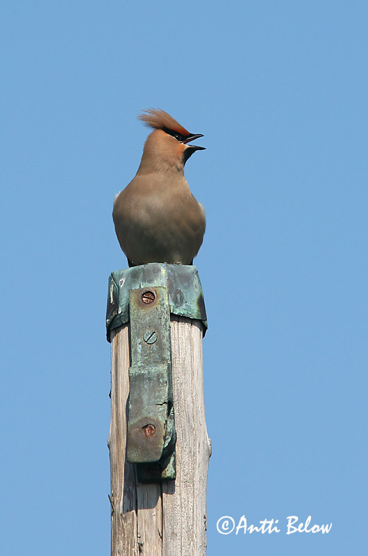 Avainsanat: Ocell sedós Silkehale Pestvogel Bohemian Waxwing Siidisaba viristaja Tilhi Jaseur boréal Seidenschwanz Csonttollú Silkitoppa Beccofrusone Sidensvans Tagarela-europeu Bombycilla garrulus Ampelis Europeo Sidensvans