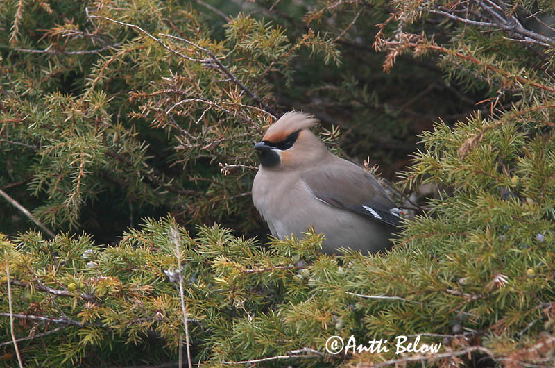 Avainsanat: Ocell sedós Silkehale Pestvogel Bohemian Waxwing Siidisaba viristaja Tilhi Jaseur boréal Seidenschwanz Csonttollú Silkitoppa Beccofrusone Sidensvans Tagarela-europeu Bombycilla garrulus Ampelis Europeo Sidensvans