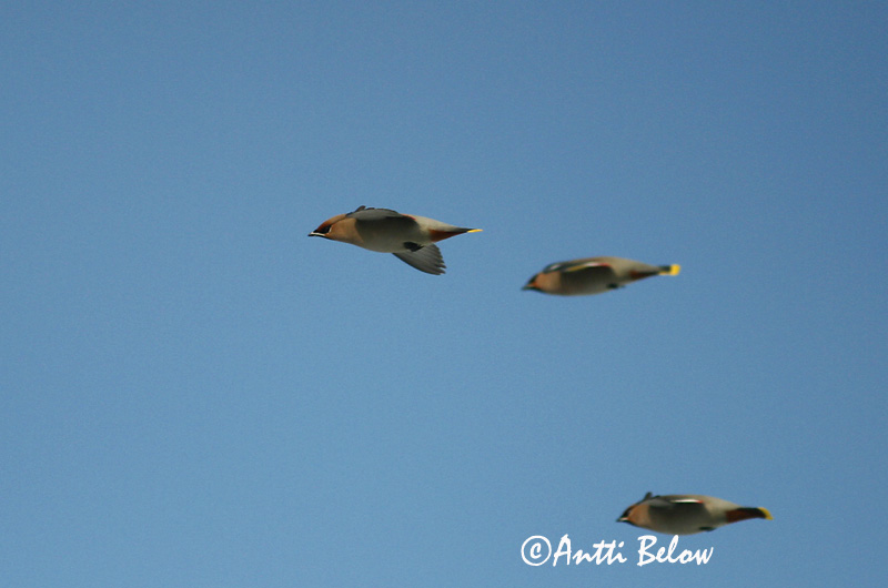 Avainsanat: Ocell sedós Silkehale Pestvogel Bohemian Waxwing Siidisaba viristaja Tilhi Jaseur boréal Seidenschwanz Csonttollú Silkitoppa Beccofrusone Sidensvans Tagarela-europeu Bombycilla garrulus Ampelis Europeo Sidensvans