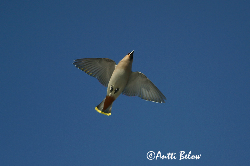 Avainsanat: Ocell sedós Silkehale Pestvogel Bohemian Waxwing Siidisaba viristaja Tilhi Jaseur boréal Seidenschwanz Csonttollú Silkitoppa Beccofrusone Sidensvans Tagarela-europeu Bombycilla garrulus Ampelis Europeo Sidensvans