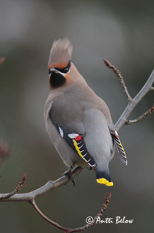 Avainsanat: Ocell sedós Silkehale Pestvogel Bohemian Waxwing Siidisaba viristaja Tilhi Jaseur boréal Seidenschwanz Csonttollú Silkitoppa Beccofrusone Sidensvans Tagarela-europeu Bombycilla garrulus Ampelis Europeo Sidensvans