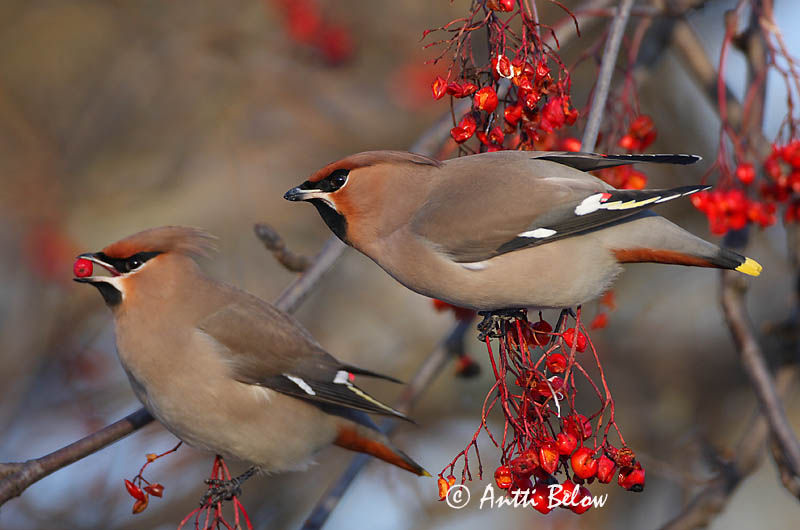 Avainsanat: Ocell sedós Silkehale Pestvogel Bohemian Waxwing Siidisaba viristaja Tilhi Jaseur boréal Seidenschwanz Csonttollú Silkitoppa Beccofrusone Sidensvans Tagarela-europeu Bombycilla garrulus Ampelis Europeo Sidensvans