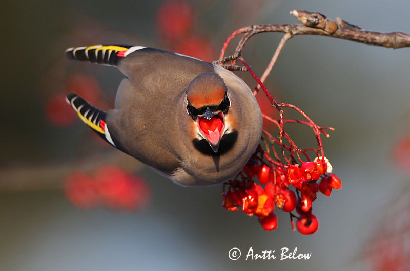 Avainsanat: Ocell sedós Silkehale Pestvogel Bohemian Waxwing Siidisaba viristaja Tilhi Jaseur boréal Seidenschwanz Csonttollú Silkitoppa Beccofrusone Sidensvans Tagarela-europeu Bombycilla garrulus Ampelis Europeo Sidensvans