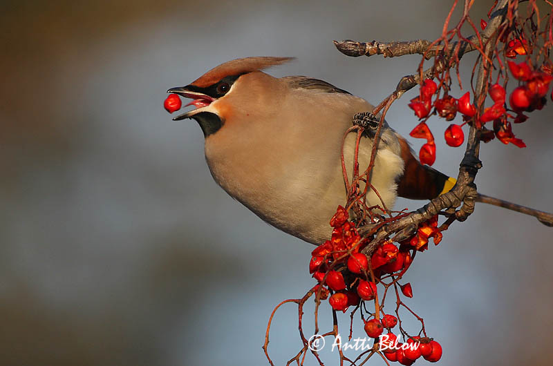 Avainsanat: Ocell sedós Silkehale Pestvogel Bohemian Waxwing Siidisaba viristaja Tilhi Jaseur boréal Seidenschwanz Csonttollú Silkitoppa Beccofrusone Sidensvans Tagarela-europeu Bombycilla garrulus Ampelis Europeo Sidensvans