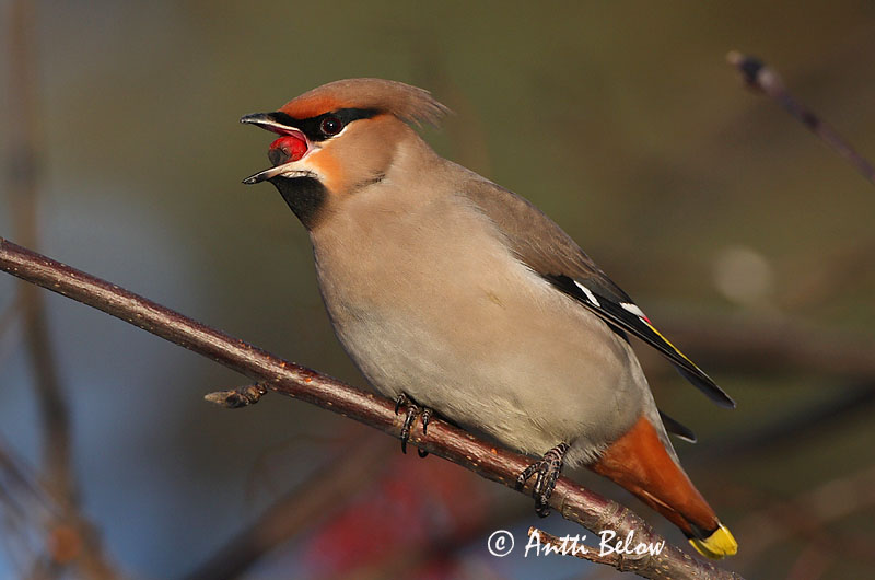 Avainsanat: Ocell sedós Silkehale Pestvogel Bohemian Waxwing Siidisaba viristaja Tilhi Jaseur boréal Seidenschwanz Csonttollú Silkitoppa Beccofrusone Sidensvans Tagarela-europeu Bombycilla garrulus Ampelis Europeo Sidensvans