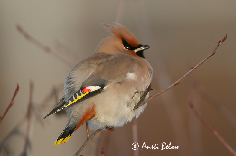Avainsanat: Ocell sedós Silkehale Pestvogel Bohemian Waxwing Siidisaba viristaja Tilhi Jaseur boréal Seidenschwanz Csonttollú Silkitoppa Beccofrusone Sidensvans Tagarela-europeu Bombycilla garrulus Ampelis Europeo Sidensvans