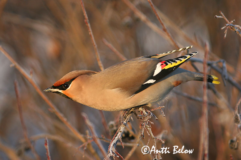 Avainsanat: Ocell sedós Silkehale Pestvogel Bohemian Waxwing Siidisaba viristaja Tilhi Jaseur boréal Seidenschwanz Csonttollú Silkitoppa Beccofrusone Sidensvans Tagarela-europeu Bombycilla garrulus Ampelis Europeo Sidensvans