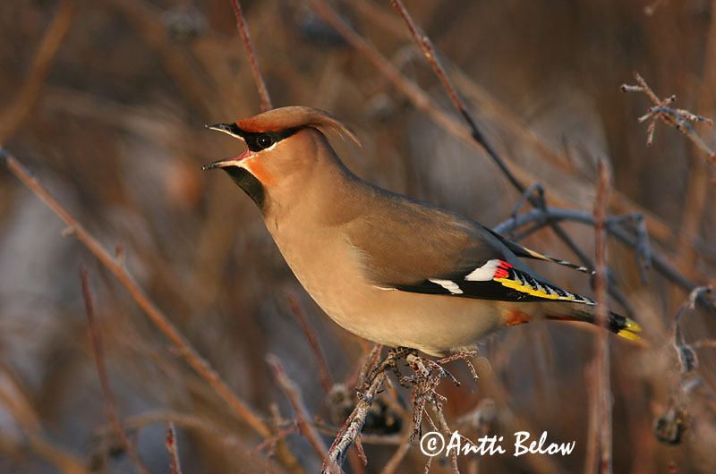 Avainsanat: Ocell sedós Silkehale Pestvogel Bohemian Waxwing Siidisaba viristaja Tilhi Jaseur boréal Seidenschwanz Csonttollú Silkitoppa Beccofrusone Sidensvans Tagarela-europeu Bombycilla garrulus Ampelis Europeo Sidensvans