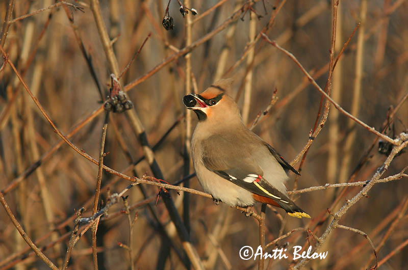 Avainsanat: Ocell sedós Silkehale Pestvogel Bohemian Waxwing Siidisaba viristaja Tilhi Jaseur boréal Seidenschwanz Csonttollú Silkitoppa Beccofrusone Sidensvans Tagarela-europeu Bombycilla garrulus Ampelis Europeo Sidensvans