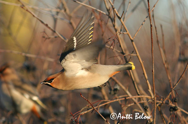 Avainsanat: Ocell sedós Silkehale Pestvogel Bohemian Waxwing Siidisaba viristaja Tilhi Jaseur boréal Seidenschwanz Csonttollú Silkitoppa Beccofrusone Sidensvans Tagarela-europeu Bombycilla garrulus Ampelis Europeo Sidensvans