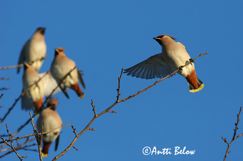 Avainsanat: Ocell sedós Silkehale Pestvogel Bohemian Waxwing Siidisaba viristaja Tilhi Jaseur boréal Seidenschwanz Csonttollú Silkitoppa Beccofrusone Sidensvans Tagarela-europeu Bombycilla garrulus Ampelis Europeo Sidensvans