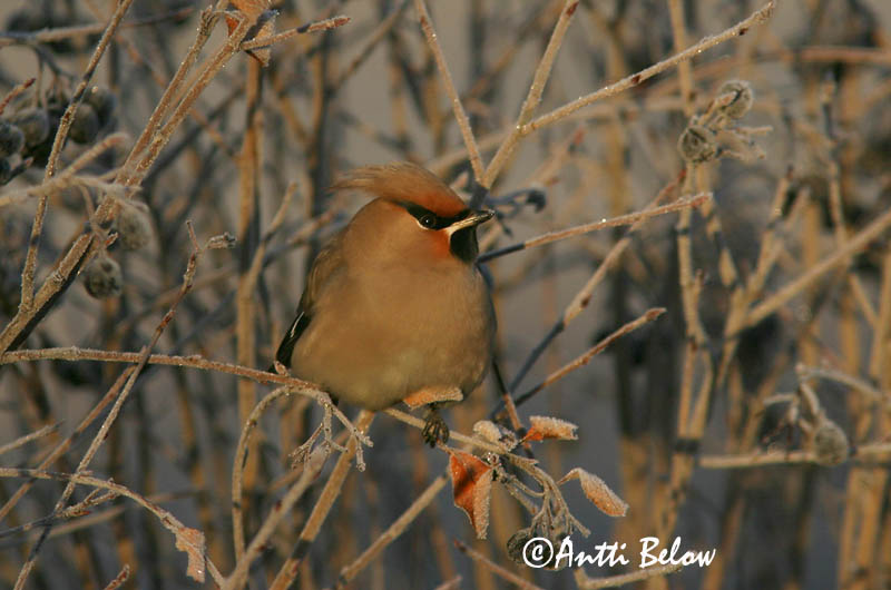 Avainsanat: Ocell sedós Silkehale Pestvogel Bohemian Waxwing Siidisaba viristaja Tilhi Jaseur boréal Seidenschwanz Csonttollú Silkitoppa Beccofrusone Sidensvans Tagarela-europeu Bombycilla garrulus Ampelis Europeo Sidensvans