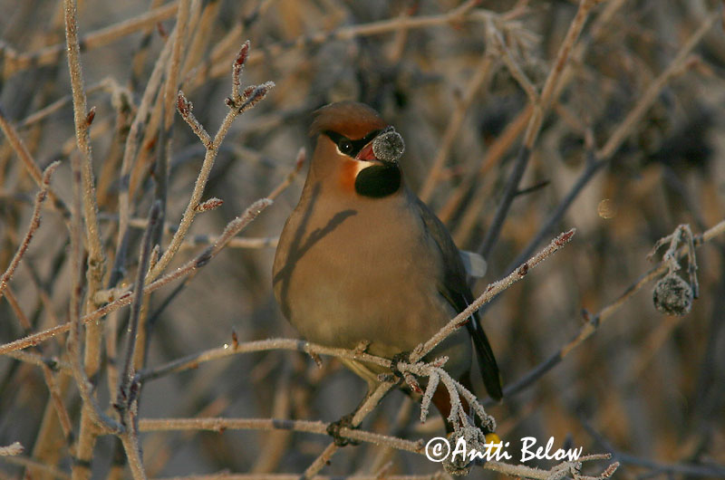 Avainsanat: Ocell sedós Silkehale Pestvogel Bohemian Waxwing Siidisaba viristaja Tilhi Jaseur boréal Seidenschwanz Csonttollú Silkitoppa Beccofrusone Sidensvans Tagarela-europeu Bombycilla garrulus Ampelis Europeo Sidensvans