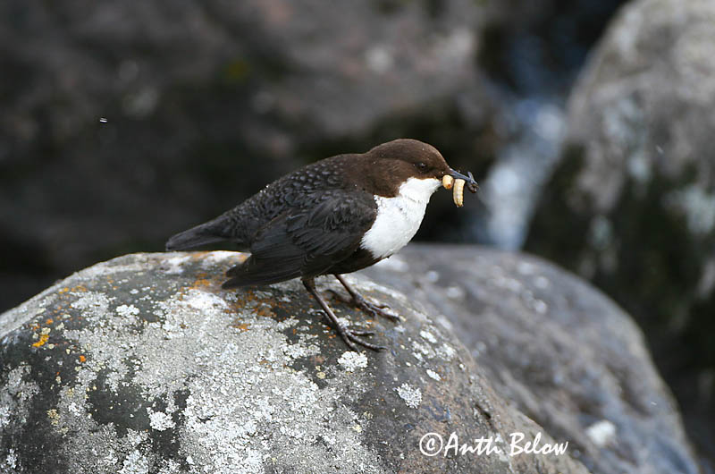 Avainsanat: Merla d'aigua Vandstær Waterspreeuw White-throated Dipper Vesipapp Koskikara Cincle plongeur Wasseramsel Vízirigó Fossbúi Fossekall Melro-d'água Cinclus cinclus Mirlo Acuático Strömstare