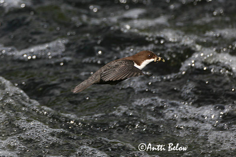 Avainsanat: Merla d'aigua Vandstær Waterspreeuw White-throated Dipper Vesipapp Koskikara Cincle plongeur Wasseramsel Vízirigó Fossbúi Fossekall Melro-d'água Cinclus cinclus Mirlo Acuático Strömstare