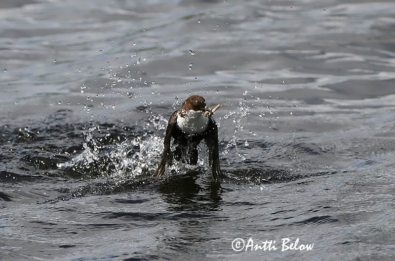 Avainsanat: Merla d'aigua Vandstær Waterspreeuw White-throated Dipper Vesipapp Koskikara Cincle plongeur Wasseramsel Vízirigó Fossbúi Fossekall Melro-d'água Cinclus cinclus Mirlo Acuático Strömstare