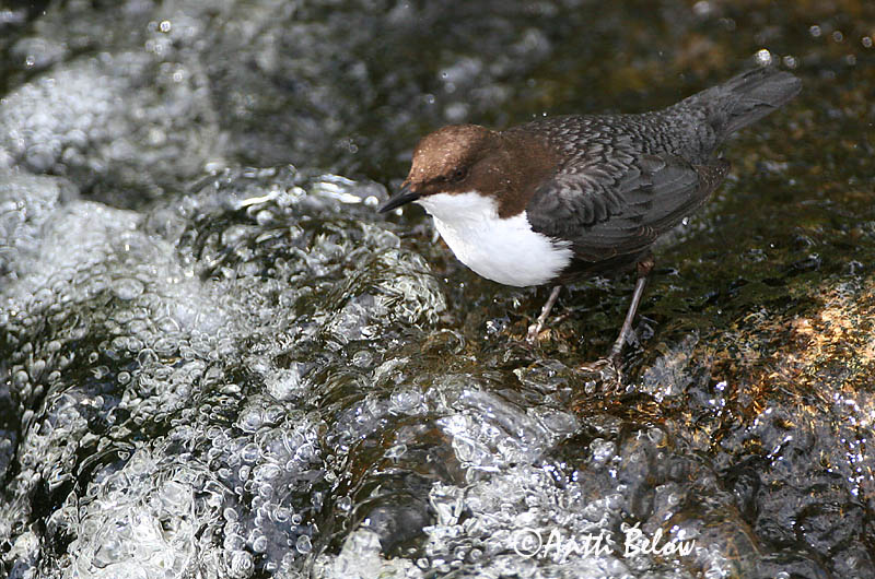 Avainsanat: Merla d'aigua Vandstær Waterspreeuw White-throated Dipper Vesipapp Koskikara Cincle plongeur Wasseramsel Vízirigó Fossbúi Fossekall Melro-d'água Cinclus cinclus Mirlo Acuático Strömstare