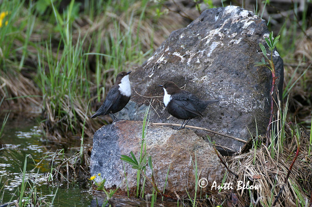 Avainsanat: Merla d'aigua Vandstær Waterspreeuw White-throated Dipper Vesipapp Koskikara Cincle plongeur Wasseramsel Vízirigó Fossbúi Fossekall Melro-d'água Cinclus cinclus Mirlo Acuático Strömstare