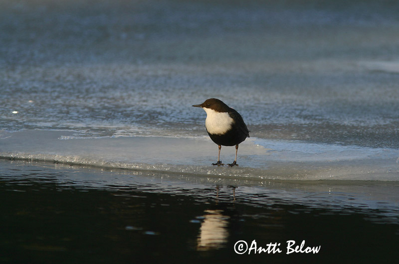 Avainsanat: Merla d'aigua Vandstær Waterspreeuw White-throated Dipper Vesipapp Koskikara Cincle plongeur Wasseramsel Vízirigó Fossbúi Fossekall Melro-d'água Cinclus cinclus Mirlo Acuático Strömstare