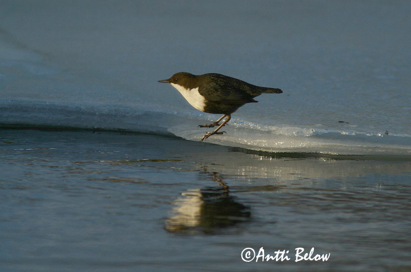 Avainsanat: Merla d'aigua Vandstær Waterspreeuw White-throated Dipper Vesipapp Koskikara Cincle plongeur Wasseramsel Vízirigó Fossbúi Fossekall Melro-d'água Cinclus cinclus Mirlo Acuático Strömstare