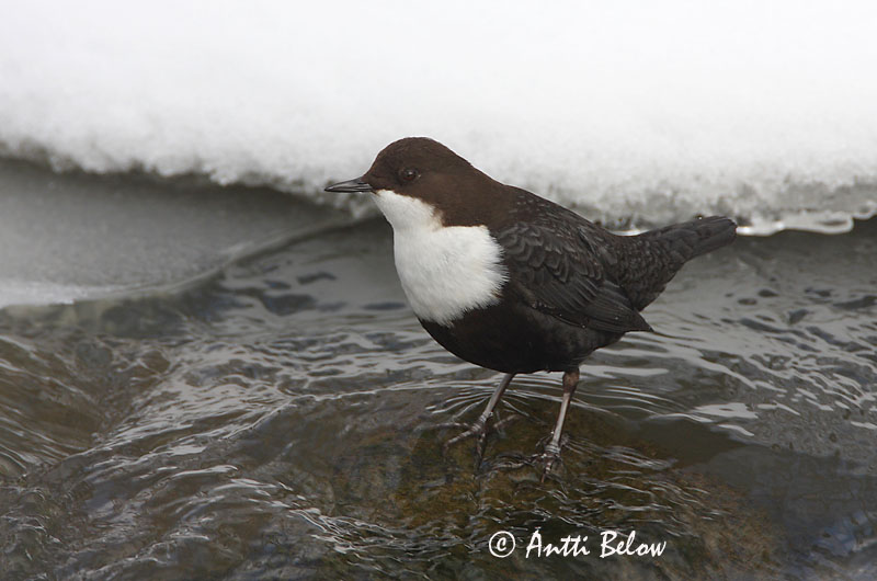 Avainsanat: Merla d'aigua Vandstær Waterspreeuw White-throated Dipper Vesipapp Koskikara Cincle plongeur Wasseramsel Vízirigó Fossbúi Fossekall Melro-d'água Cinclus cinclus Mirlo Acuático Strömstare