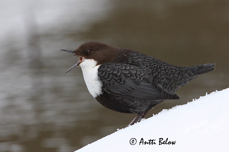 Avainsanat: Merla d'aigua Vandstær Waterspreeuw White-throated Dipper Vesipapp Koskikara Cincle plongeur Wasseramsel Vízirigó Fossbúi Fossekall Melro-d'água Cinclus cinclus Mirlo Acuático Strömstare
