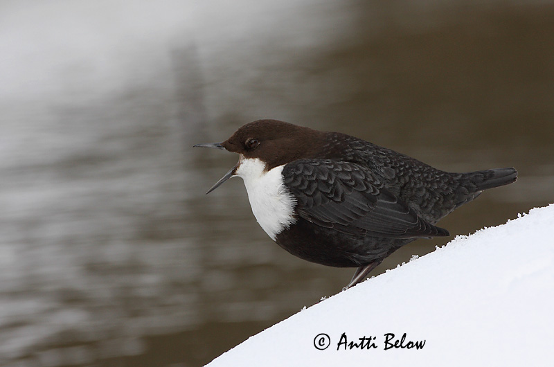 Avainsanat: Merla d'aigua Vandstær Waterspreeuw White-throated Dipper Vesipapp Koskikara Cincle plongeur Wasseramsel Vízirigó Fossbúi Fossekall Melro-d'água Cinclus cinclus Mirlo Acuático Strömstare