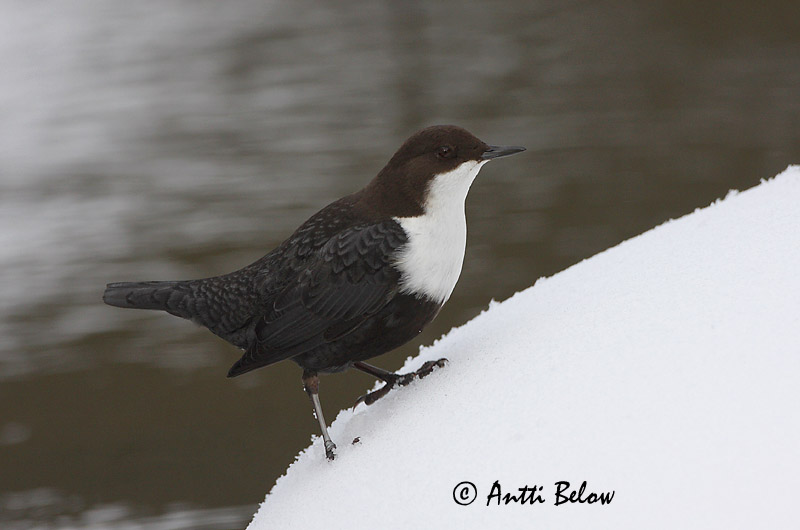 Avainsanat: Merla d'aigua Vandstær Waterspreeuw White-throated Dipper Vesipapp Koskikara Cincle plongeur Wasseramsel Vízirigó Fossbúi Fossekall Melro-d'água Cinclus cinclus Mirlo Acuático Strömstare