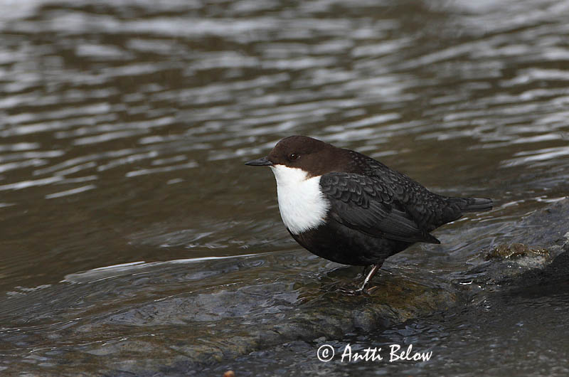 Avainsanat: Merla d'aigua Vandstær Waterspreeuw White-throated Dipper Vesipapp Koskikara Cincle plongeur Wasseramsel Vízirigó Fossbúi Fossekall Melro-d'água Cinclus cinclus Mirlo Acuático Strömstare