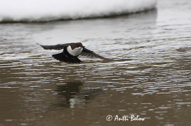 Avainsanat: Merla d'aigua Vandstær Waterspreeuw White-throated Dipper Vesipapp Koskikara Cincle plongeur Wasseramsel Vízirigó Fossbúi Fossekall Melro-d'água Cinclus cinclus Mirlo Acuático Strömstare