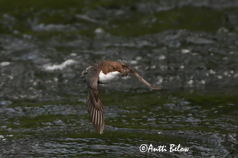 Avainsanat: Merla d'aigua Vandstær Waterspreeuw White-throated Dipper Vesipapp Koskikara Cincle plongeur Wasseramsel Vízirigó Fossbúi Fossekall Melro-d'água Cinclus cinclus Mirlo Acuático Strömstare