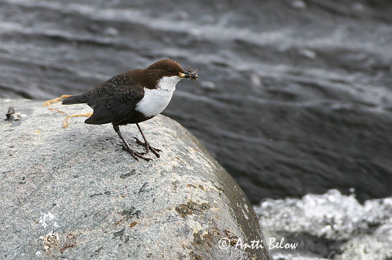 Avainsanat: Merla d'aigua Vandstær Waterspreeuw White-throated Dipper Vesipapp Koskikara Cincle plongeur Wasseramsel Vízirigó Fossbúi Fossekall Melro-d'água Cinclus cinclus Mirlo Acuático Strömstare