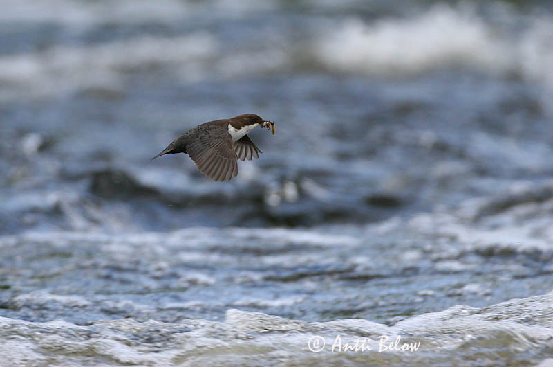 Avainsanat: Merla d'aigua Vandstær Waterspreeuw White-throated Dipper Vesipapp Koskikara Cincle plongeur Wasseramsel Vízirigó Fossbúi Fossekall Melro-d'água Cinclus cinclus Mirlo Acuático Strömstare